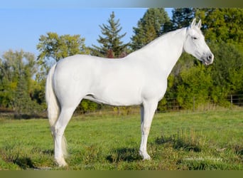 Andaluces, Yegua, 11 años, 157 cm, White/Blanco