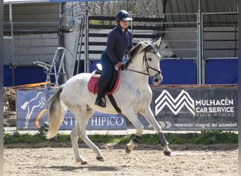 Andaluces Mestizo, Yegua, 11 años, 160 cm, Tordo