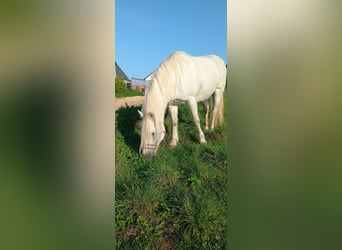 Andaluces Mestizo, Yegua, 12 años, 135 cm, Tordo