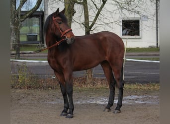 Andaluces, Yegua, 12 años, 153 cm, Castaño