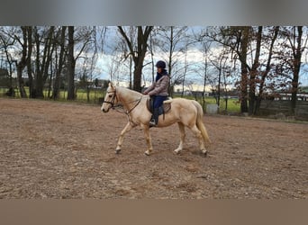 Andaluces, Yegua, 12 años, 154 cm, Palomino