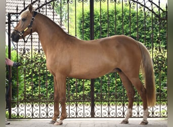 Andaluces, Yegua, 12 años, 156 cm, Palomino