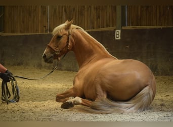 Andaluces, Yegua, 12 años, 156 cm, Palomino