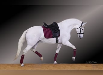 Andaluces, Yegua, 12 años, 157 cm, White/Blanco