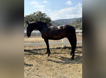 Andaluces, Yegua, 12 años, 163 cm, Negro