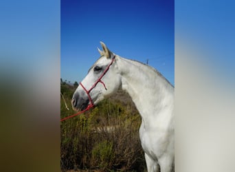Andaluces, Yegua, 12 años, 163 cm, White/Blanco