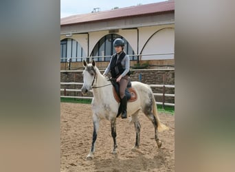 Andaluces, Yegua, 12 años, 164 cm, Tordo rodado