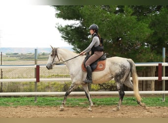 Andaluces, Yegua, 12 años, 164 cm, Tordo rodado