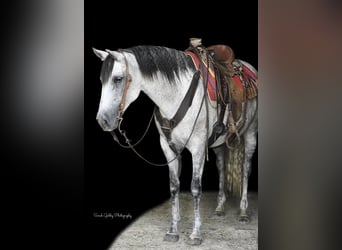 Andaluces Mestizo, Yegua, 13 años, 152 cm, Tordo