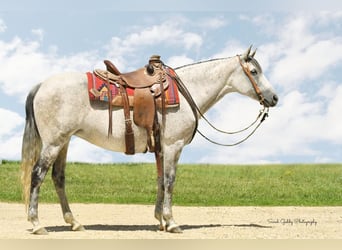 Andaluces Mestizo, Yegua, 13 años, 152 cm, Tordo