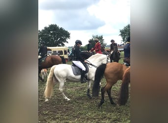 Andaluces, Yegua, 13 años, 155 cm, Cremello