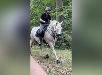 Andaluces, Yegua, 13 años, 155 cm, Cremello