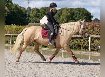 Andaluces, Yegua, 13 años, 155 cm, Palomino