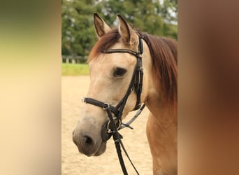 Andaluces Mestizo, Yegua, 13 años, 156 cm, Buckskin/Bayo