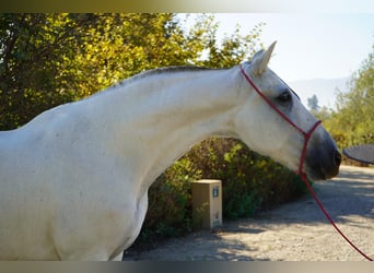 Andaluces, Yegua, 13 años, 163 cm, White/Blanco