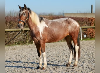 Andaluces, Yegua, 14 años, 142 cm, Red Dun/Cervuno