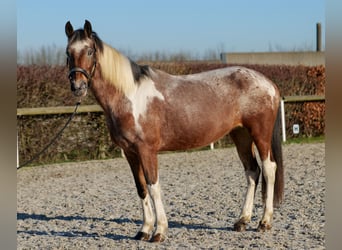 Andaluces, Yegua, 14 años, 142 cm, Red Dun/Cervuno