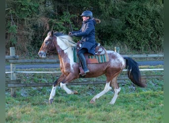 Andaluces, Yegua, 14 años, 142 cm, Red Dun/Cervuno