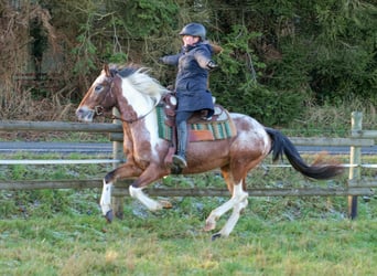 Andaluces, Yegua, 14 años, 142 cm, Red Dun/Cervuno