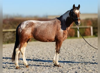 Andaluces, Yegua, 14 años, 142 cm, Red Dun/Cervuno