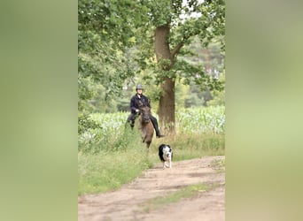 Andaluces Mestizo, Yegua, 14 años, 153 cm, Grullo