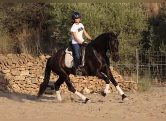 Andaluces, Yegua, 14 años, 160 cm, Negro