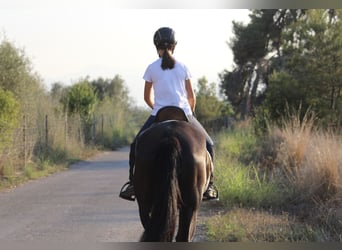 Andaluces, Yegua, 14 años, 160 cm, Negro