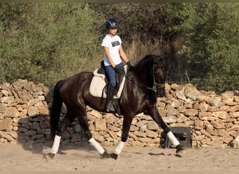 Andaluces, Yegua, 14 años, 160 cm, Negro