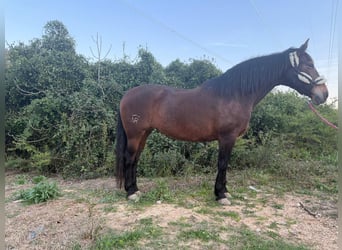Andaluces, Yegua, 14 años, 162 cm, Castaño oscuro