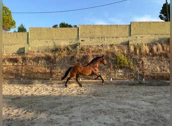 Andaluces, Yegua, 14 años, 164 cm, Castaño