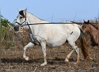 Andaluces, Yegua, 14 años, 164 cm, Tordo