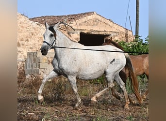 Andaluces, Yegua, 14 años, 164 cm, Tordo