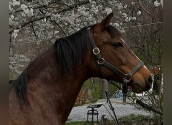 Andaluces, Yegua, 15 años, 155 cm, Castaño rojizo