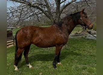 Andaluces, Yegua, 15 años, 155 cm, Castaño rojizo