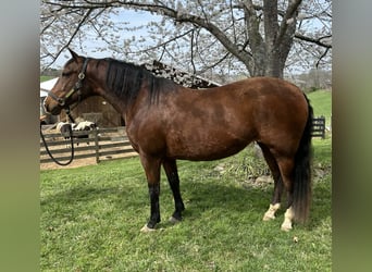 Andaluces, Yegua, 15 años, 155 cm, Castaño rojizo