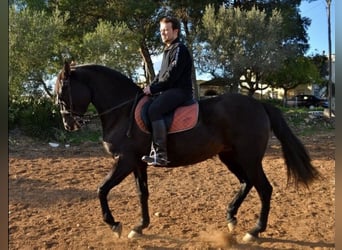 Andaluces, Yegua, 17 años, 168 cm, Negro