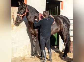 Andaluces, Yegua, 17 años, 168 cm, Negro