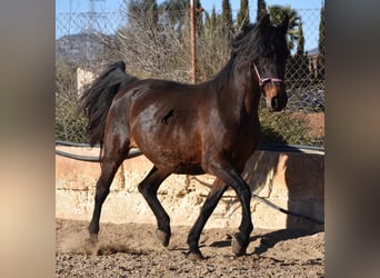 Andaluces, Yegua, 18 años, 156 cm, Castaño