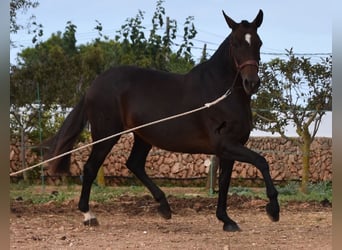 Andaluces, Yegua, 19 años, 158 cm, Castaño