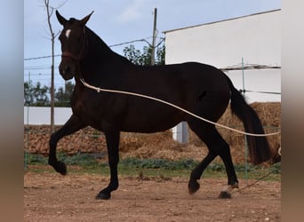 Andaluces, Yegua, 19 años, 158 cm, Castaño