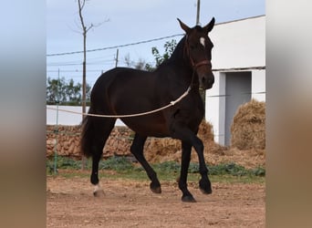 Andaluces, Yegua, 19 años, 158 cm, Castaño