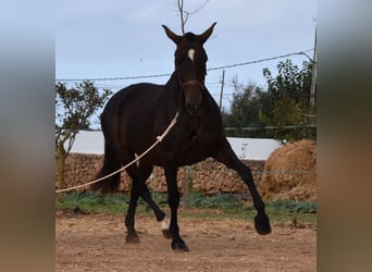 Andaluces, Yegua, 19 años, 158 cm, Castaño