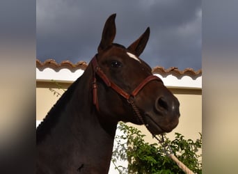 Andaluces, Yegua, 19 años, 158 cm, Castaño