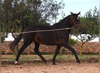 Andaluces, Yegua, 19 años, 158 cm, Castaño