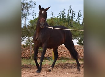 Andaluces, Yegua, 19 años, 158 cm, Castaño