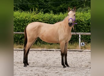 Andaluces, Yegua, 1 año, 133 cm, Bayo