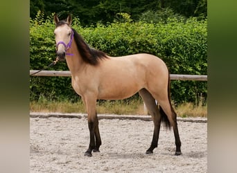 Andaluces, Yegua, 1 año, 133 cm, Bayo