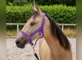 Andaluces, Yegua, 1 año, 133 cm, Bayo