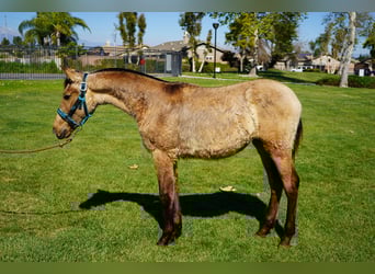 Andaluces, Yegua, 1 año, 142 cm, Buckskin/Bayo