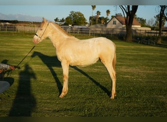 Andaluces, Yegua, 1 año, 142 cm, Perlino